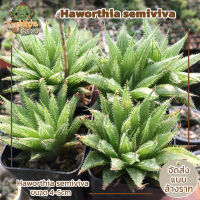 ฮาโวเทีย Haworthia semiviva ขนาด 4-5cm (ส่งแบบล้างราก)