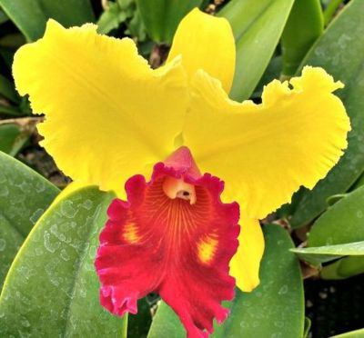 30 เมล็ดพันธุ์ เมล็ดกล้วยไม้ แคทลียา (Cattleya Orchids) Orchid flower Seed อัตราการงอกสูง 80-85%