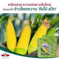 ข้าวโพด หวานลูกผสม จัมโบ้สวีท F1  (ตราศรแดง) 1 กิโลกรัม