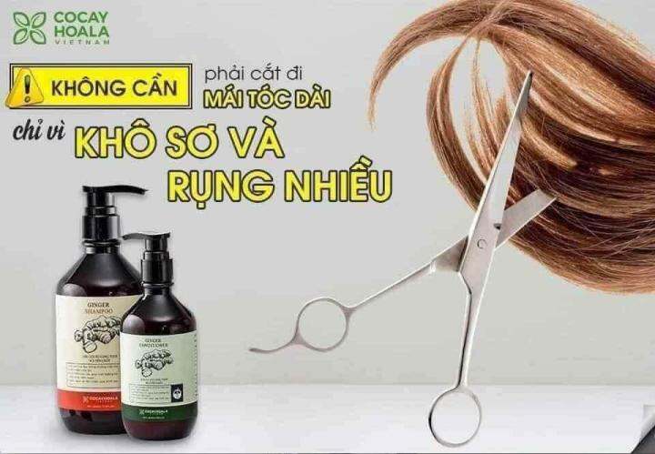 Dầu gội gừng là sản phẩm chăm sóc tóc tự nhiên, được chiết xuất từ gừng tươi giàu chất chống oxy hoá và kháng khuẩn. Dầu gội gừng giúp làm sạch và cân bằng dầu nhờn, kiểm soát gàu và kích thích mọc tóc. Hãy xem hình ảnh liên quan để khám phá hiệu quả tuyệt vời của dầu gội gừng.