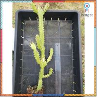 Euphorbia trigona varigated สลัดไดด่าง flashsale ลดกระหน่ำ