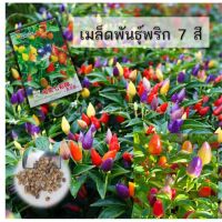 เมล็ดพริกประดับ 7สี พริกสีรุ้ง  20 เมล็ด พร้อมส่งในไทย