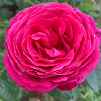 20 เมล็ด กุหลาบ นำเข้า Renaissance Rose Seeds สายพันธุ์ Naomi ดอกไม้สีชมพู บานเย็น