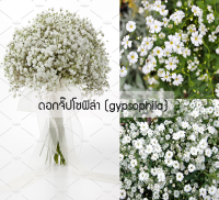 เมล็ดพันธุ์ ดอกจิ๊ปโซฟิล่า (gypsophila) 200 เมล็ด ปลูกง่าย ปลูกได้ทั่วไทย