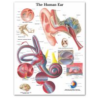 WANGART โปสเตอร์แผนผังกายวิภาคของมนุษย์กายวิภาคศาสตร์หูรายละเอียดโปสเตอร์ภาพเขียนรูปภาพติดผนังสำหรับการศึกษาทางการแพทย์ตกแต่งบ้านสำนักงาน Heyuan ในอนาคต