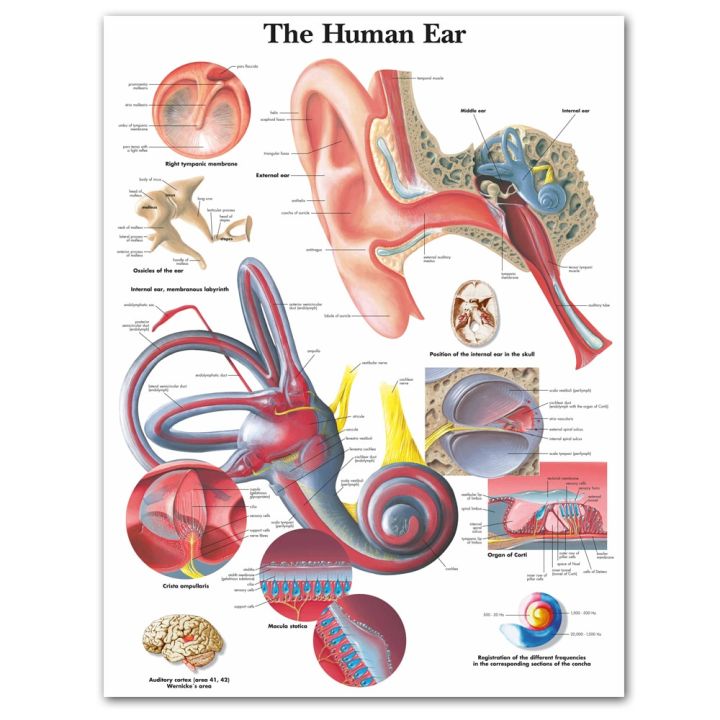 wangart-โปสเตอร์แผนผังกายวิภาคของมนุษย์กายวิภาคศาสตร์หูรายละเอียดโปสเตอร์ภาพเขียนรูปภาพติดผนังสำหรับการศึกษาทางการแพทย์ตกแต่งบ้านสำนักงาน-heyuan-ในอนาคต