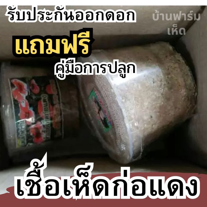 เชื้อเห็ดก่อแดง-เชื้อเห็ด-ก่อเกษตรดอกใหญ่ๆ-ปลุกกับต้นยางนาออกดอกทั้งปี-เชื้อเห็ดก่อแดงเข้มข้น