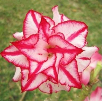 10 เมล็ด เมล็ดพันธุ์ ชวนชม สายพันธุ์ไต้หวัน สีแดง Adenium Seeds กุหลาบทะเลทราย Bonsai Desert Rose ราชินีบอนไซ มีคู่มือปลูก นำเข้าจากไต้หวัน