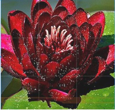 5 เมล็ด เมล็ดบัว ดอกสีแดง ดอกใหญ่ ของแท้ 100% เมล็ดพันธุ์บัวดอกบัว ปลูกบัว เม็ดบัว สวนบัว บัวอ่าง Lotus seeds