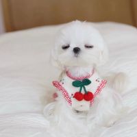 Print Cherry Knitted Skirt Cute Summer Pet Dress Bichon Pomeranian Pet Dog Clothes for Small Dog Fashion Puppy Clothes Dresses