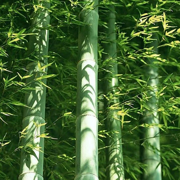 ขายส่ง-500-เมล็ด-เมล็ดไผ่moso-ไผ่โมโซ-moso-bamboo-phyllostachys-pubescens-ไผ่ลำเดี่ยว-ไผ่-bamboo-สารสกัดจากไผ่-พืชเศรษฐกิจ-สายพันธุ์ไผ่-ถ่านไม้ไผ่