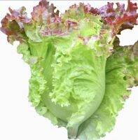 ผักกาดหอม อิตาลี สีแดง Red Italian Lettuce Seed?ถูกที่สุด 7บ.?เมล็ดพันธุ์ผักกาดหอม อิตาลี สีแดง Red Italian Lettuce Seed100-1000 เมล็ด ?หัวใหญ่ ?กรอบมาก