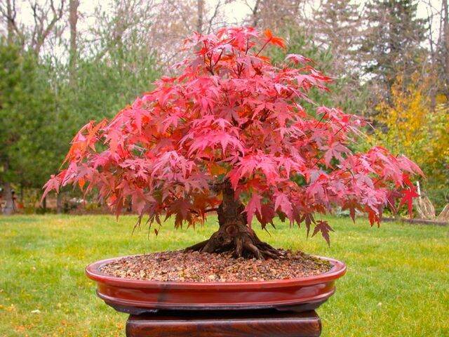 เมเปิลแดง-red-maple-tree-บรรจุชุดละ-10-เมล็ด