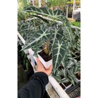 ?สินค้าขายดี? ต้นแก้วสารพัดนึก ALOCASIA BAMBINO มี 3-5 กิ่งนะคะ ความสูง 20-25 CM ต้นไม้มงคล ขนาดกระถางพลาสติก 4 นิ้ว