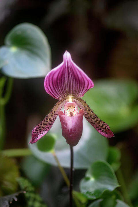 30-เมล็ดพันธุ์-เมล็ดกล้วยไม้-กล้วยไม้รองเท้านารี-paphiopedilum-orchids-orchid-flower-seed-อัตราการงอก-80-85