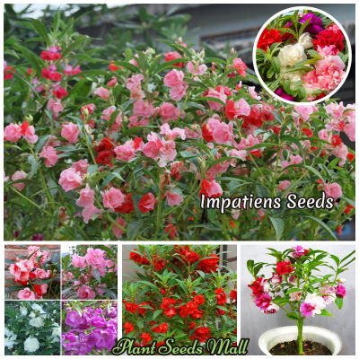 ( PRO+++ ) โปรแน่น.. เมล็ดพันธุ์ ดอกเทียนไทย แต่ละแพ็คมี 200 เมล็ด Mixed Color Impatiens Seeds Flower Seeds ต้นไม้ ต้นไม้ประดับ ต้นไม้มงคล ราคาสุดคุ้ม พรรณ ไม้ น้ำ พรรณ ไม้ ทุก ชนิด พรรณ ไม้ น้ำ สวยงาม พรรณ ไม้ มงคล