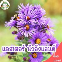 เมล็ดพันธุ์ แอสเตอร์ นิวอิงแลนด์ New England Aster seed 150 เมล็ด เมล็ดพันธุ์นำเข้าแท้ 100% นำไปขยายพันธุ์ต่อได้