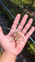 Tillandsia paleacea ทิลแลนเซีย พาเลียเซีย