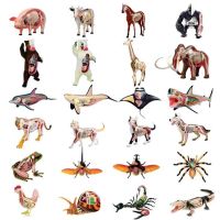 Animal Vision Anatomy Dinosaur Giraffe Wrist Dragon Tiger Elephant Shark Model 4D Educational Puzzle Medical Science Doll Toys