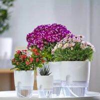 กระถาง​แบบใส กระถางต้นไม้2ชั้น ​เก็บ​น้ำ​ได้​ รด​น้ำ​อัตโนมัติ​ Automatic watering flower pots