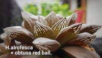 H.alrofesca x obtusa red ball A007(เรดบอล)
