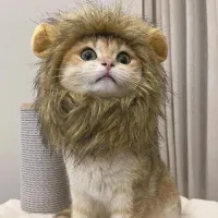 Buy Cat Lion Costume online 