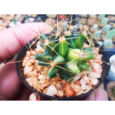 (promotion++) ferocactus variegata สุดคุ้มม ต้นไม้ ฟอก อากาศ กระถาง ต้นไม้ ไม้ ประดับ ต้นไม้ ปลูก ใน บ้าน