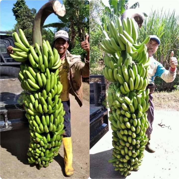 ต้นกล้วยยักษ์อินโดนีเซีย-ติดผลเร็ว-ติดผลเพียง-7-9-เดือนหลังจากปลูก