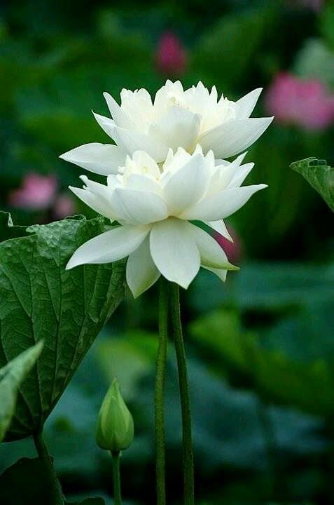 เมล็ดบัว-5-เมล็ด-ดอกสีขาว-ดอกใหญ่-ของแท้-100-เมล็ดพันธุ์บัวดอกบัว-ปลูกบัว-เม็ดบัว-สวนบัว-บัวอ่าง-lotus-seeds