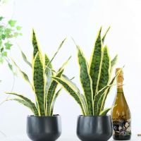 【CC】 Plantas suculentas artificiales tropicales hoja larga falsa tigre de simulación Pilan decoración del hogar oficina Hotel fiesta 50-76CM