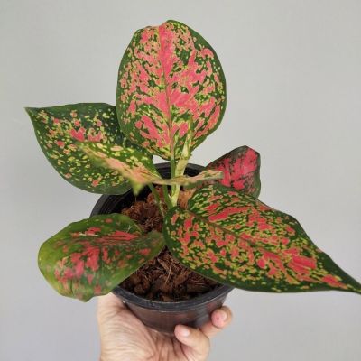 ( PRO+++ ) โปรแน่น.. อโกลนีมา อัญมณีแดง Aglaonema sp. ‘Anyamanidaeng’ ราชาแห่งไม้ประดับ ไม้มงคล ไม้ฟอกอาการ กระถาง 5 นิ้ว ราคาสุดคุ้ม พรรณ ไม้ น้ำ พรรณ ไม้ ทุก ชนิด พรรณ ไม้ น้ำ สวยงาม พรรณ ไม้ มงคล