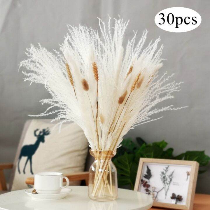 ayiq-flower-shop-30ชิ้น-pampas-หญ้าหางกระต่ายดอกไม้แห้งของตกแต่งงานแต่งงานดอกแร็กกินธรรมชาติสำหรับตกแต่งบ้าน