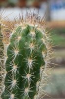 เมล็ดPILOSOCEREUS BRAUNII เมล็ดแคคตัส เมล็ดกระบองเพชร