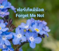 ฟอร์เก็ตมีน๊อต เมล็ดพันธุ์ดอกฟอร์เก็ตมีน๊อต?  Forget Me Not Seed ? บรรจุ 20 เมล็ด 10 บาท ?