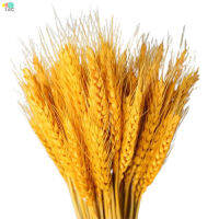 TAC 100Pcs Dried Wheats Bunch เป็นสัญลักษณ์ของความเจริญรุ่งเรือง New Life Living Room Garden Wedding Hotel Decoration