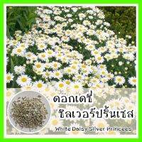 พร้อมส่ง ❗❗ รหัส 010 เมล็ดพันธุ์แท้ OP ดอกเดซี่ ซิลเวอร์ปริ้นเซส - Silver Princess Shasta Daisy ปลูกประดับ หรือเป็นไม้ตัดดอกได้ ดอกดก ดอกทน