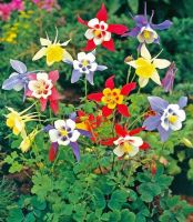 20 เมล็ดพันธุ์ เมล็ด ดอกโคลัมไบน์ (Columbine) เป็นดอกไม้ประจำรัฐ Colorado Columbine flower Seed อัตราการงอกสูง 80-85%