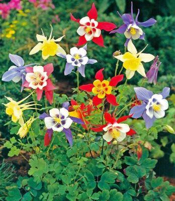20 เมล็ดพันธุ์ Bonsai เมล็ด ดอกโคลัมไบน์ (Columbine) เป็นดอกไม้ประจำรัฐ Colorado Columbine flower Seed อัตราการงอกของเมล็ด 80-85%