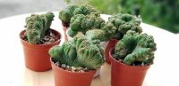 หยกนำโชค แคคตัส (ไม้มงคล)? Euphorbia​ Lactea​ Cristata?