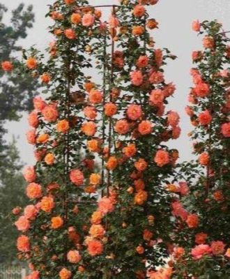 30 เมล็ด เมล็ดพันธุ์ กุหลาบ สายพันธุ์ อังกฤษ เลื้อย สีส้ม ดอกใหญ่ Climbing Rose seed นำเข้าจากต่างประเทศ พร้อมคู่มือ เมล็ดใหม่
