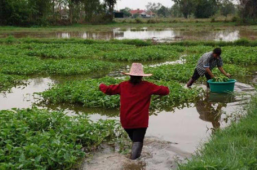 เมล็ดพันธุ์ผักบุ้งแก้วสั่ง3แถม1-พร้อมคู่มือวิธีปลูก-บรรจุซองละ300เมล็ด