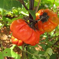 20 เมล็ดพันธุ์ Garden Seeds เมล็ด.มะเขือพวง มะเขือเปราะ สีแดง RED RUFFLED Eggplant Seed อัตราการงอกสูง 80-85%