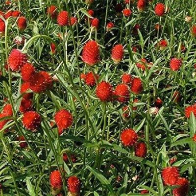 เมล็ดพันธุ์ บานไม่รู้โรย สีแดง Gomphrena Mix seed ดอกไม้ พรรณไม้ คุณภาพ 100 เมล็ด ปลูกง่าย ออกดอกบ่อย ทนฝน ทนแดด.