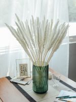 【cw】 Reed Dried Real Air-Dried Decorations Furnishings Display Props Tail