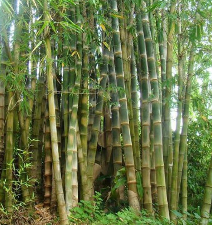 ขายส่ง-100-เมล็ด-เมล็ดไผ่หกยักษ์-the-giant-bamboo-มีชื่อเรียกอย่างอื่นว่า-หว่าซึ-ไผ่นวลใหญ่-ไผ่โป-ไผ่ยักษ์-bamboo-seeds-ไผ่-วงศ์หญ้า-ไม้ไม่ผลัด