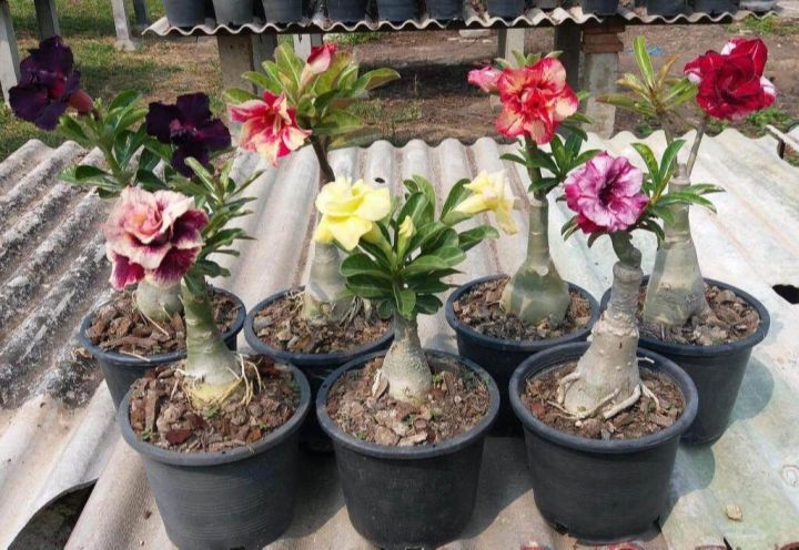 12-เมล็ด-เมล็ดพันธุ์-ชวนชม-สายพันธุ์ฮอลแลนด์-คละสี-adenium-seeds-กุหลาบทะเลทราย-desert-rose-ราชินีบอนไซ-อัตรางอก-80-90-มีคู่มือปลูก