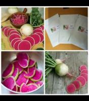 เรดิชแตงโม Watermelon Radish ปลูกง่าย