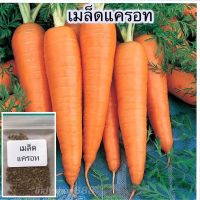 ซื้อ 1 แถม 1，50 เมล็ด (ไม่ใช่พืช)เมล็ดเเครอท