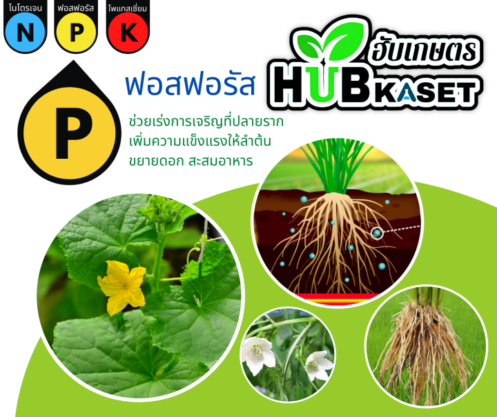 6-32-32-1กิโลกรัม-ปุ๋ยเกล็ดฟิวส์โก้-เร่งหวาน-เร่งสี-เร่งหัว