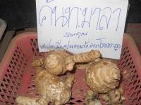 2หัว/ชุด ว่านคันทมาลา หรือ ว่านคันฑมาลา Curcuma Sp. หากปลูกไว้ในบ้าน ว่านไทย